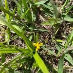 Hypoxis decumbens Feuille