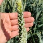 Triticum aestivumLeaf