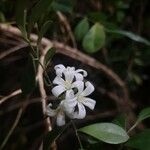 Murraya paniculata Flor
