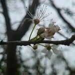 Prunus pensylvanica Fiore