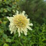 Scabiosa ochroleucaFlower