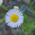 Erigeron annuus പുഷ്പം