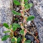 Polygonum arenastrum Leaf