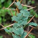 Acacia karroo Leaf