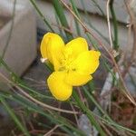 Senna aphylla Flower