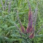 Amorpha canescens Цветок