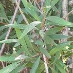 Hakea salicifolia Blatt