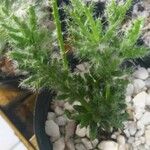 Echium arenarium Folha