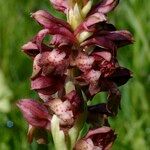 Anacamptis coriophora Flor