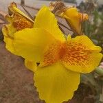Canna flaccida Flower