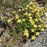 Saxifraga exarata Flor