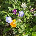 Nemophila menziesii Flor