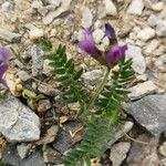 Astragalus danicus Habitus