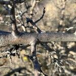 Ligustrum vulgare Bark