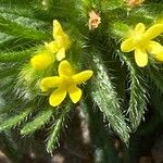 Neatostema apulum Flower