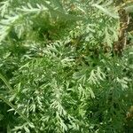Tanacetum cinerariifolium Hoja