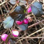 Symphoricarpos orbiculatus 果實