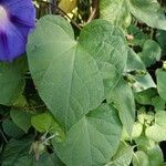 Ipomoea purpurea Blad