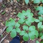 Aralia nudicaulis Folio