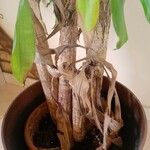 DracaenaCortiza