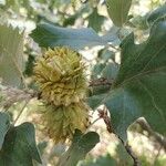 Quercus ithaburensis फल