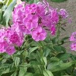 Phlox maculata Flower