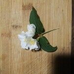 Philadelphus coronariusFlower