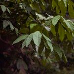 Saraca indica Leaf