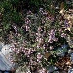 Thymus vulgaris Habit