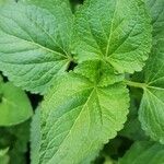 Ageratum conyzoides Лист