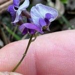 Hardenbergia comptoniana Кветка