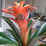 Guzmania monostachiaBlatt