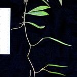Hoya longifolia Muu
