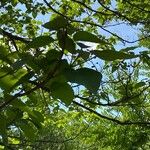 Catalpa speciosa Leaf