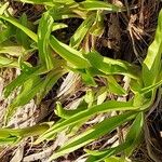 Hemerocallis citrina পাতা