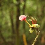 Afzelia bipindensis Flor