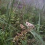 Echinochloa crus-galliFlower