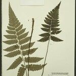 Cyathea surinamensis Лист