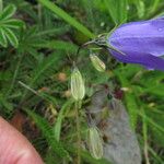 Campanula scheuchzeri Květ