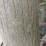 Ficus auriculata Bark