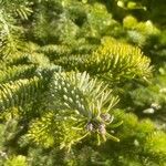 Abies koreana Blad