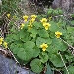 Viola biflora പുഷ്പം