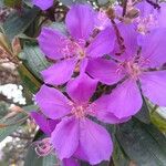 Tibouchina granulosa Flor