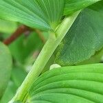 Polygonatum × hybridum Rusca