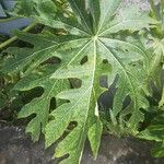 Carica papaya Blatt