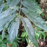 Cnestis polyphylla Leaf
