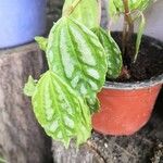 Pilea cadiereiপাতা