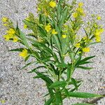 Lysimachia ephemerum Fleur