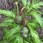 Papaver apulum Leaf