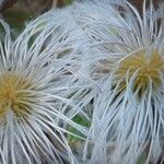 Clematis tangutica Flower